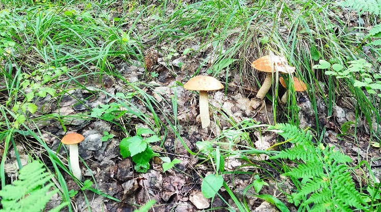 mushroom-season-summer-2023-boletus-family.jpg