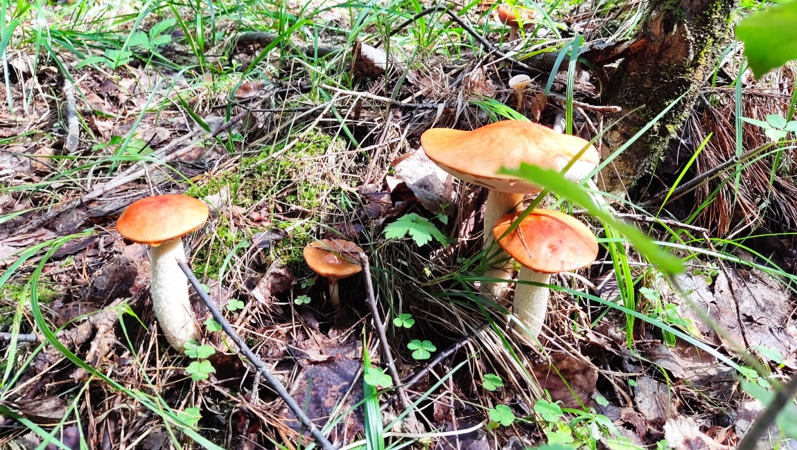 mushroom-season-summer-2023-boletus.jpg