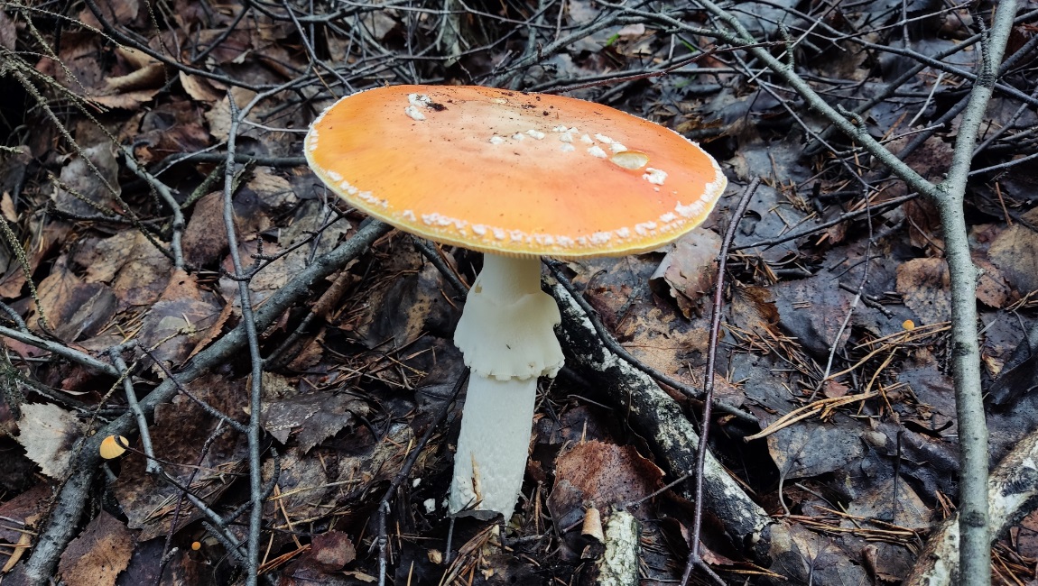 mushroom-season-summer-2023-fly-agaric-orange-poisonous-1.jpg