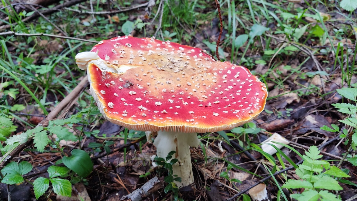 mushroom-season-summer-2023-fly-agaric-red-poisonous-2.jpg