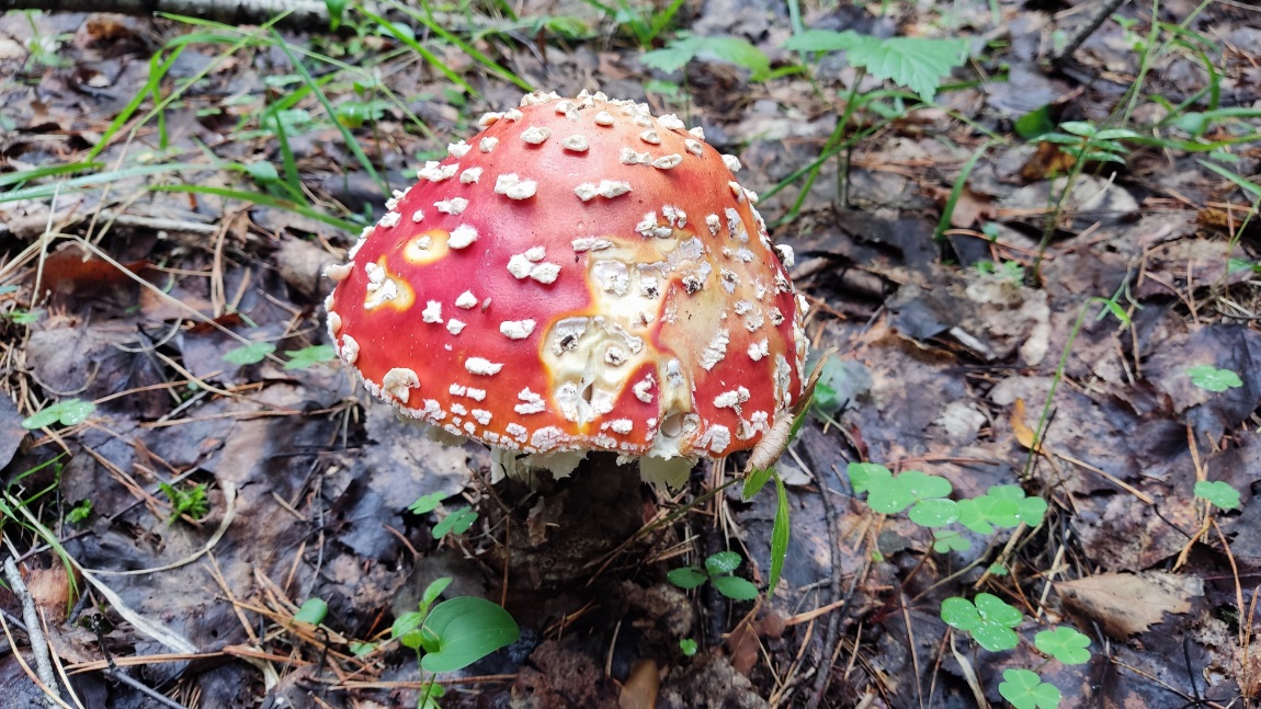 mushroom-season-summer-2023-fly-agaric-red-poisonous-3.jpg