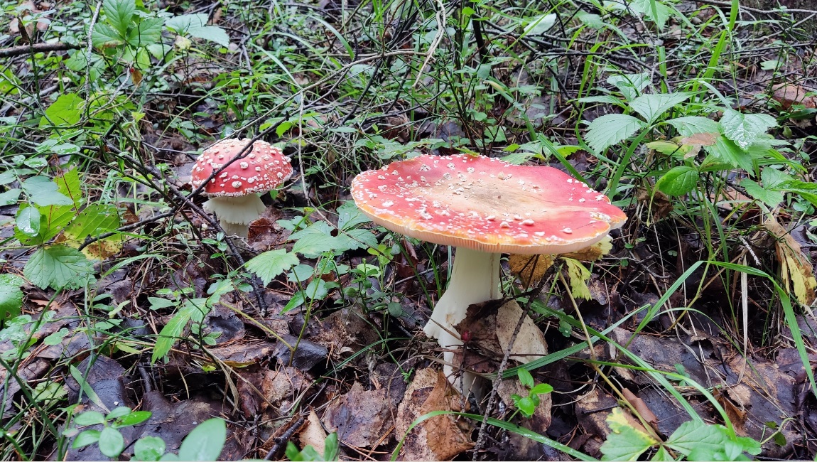 mushroom-season-summer-2023-fly-agaric-red-poisonous-4.jpg